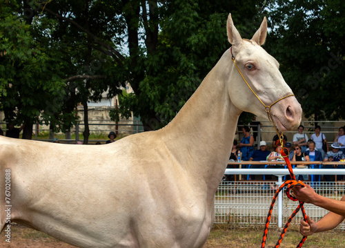 Photography Portrait of a beautiful akhal-teke horse.