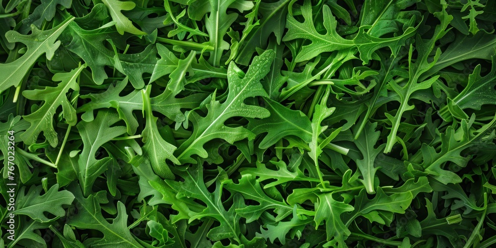 Fresh Organic Arugula Leaves Background Fresh Organic Arugula Leaves Background