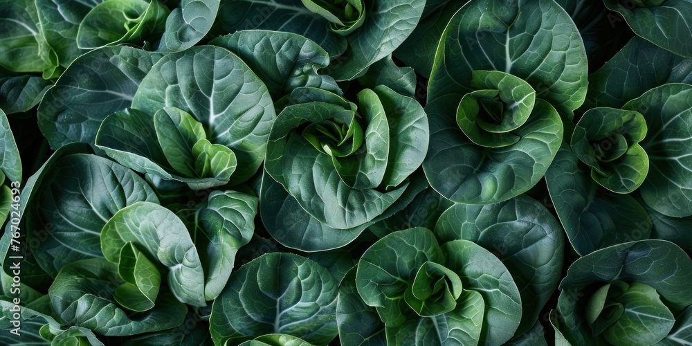 Fresh Organic Green Leafy Texture Fresh Organic Green Leafy Texture