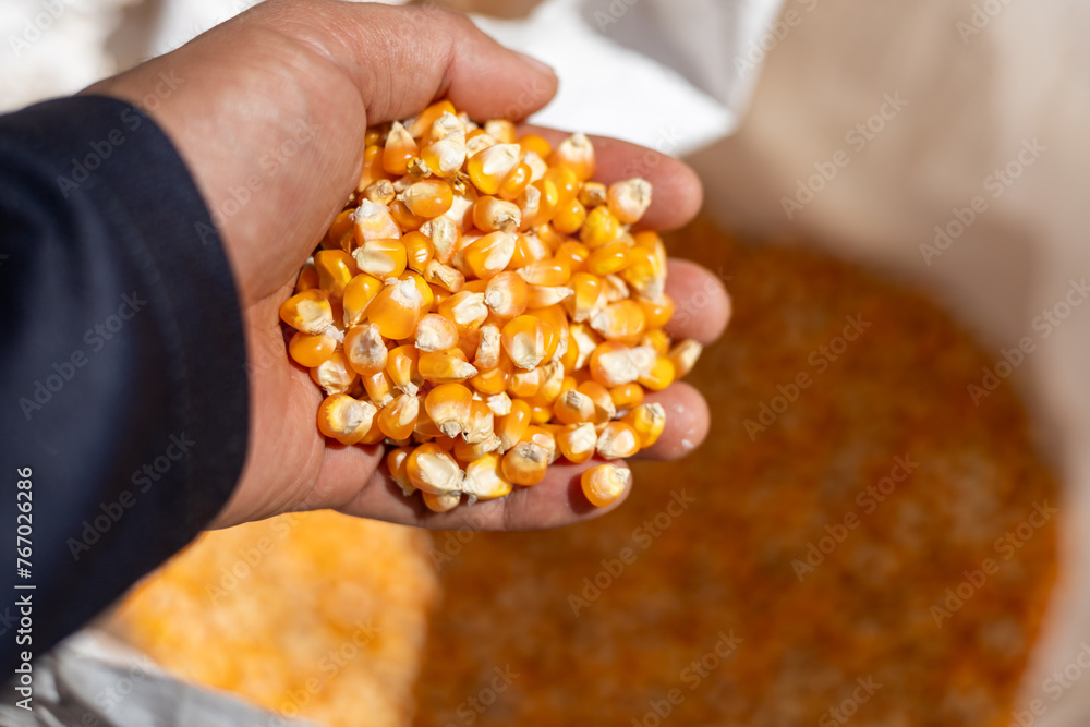 selective focus many yellow corn kernels in hand Dried corn seeds in the field Beautiful grown seeds from the sack ready to be delivered to the factory. to make corn flour or animal feed selective focus many yellow corn kernels in hand Dried corn seeds in the field Beautiful grown seeds from the sack ready to be delivered to the factory. to make corn flour or animal feed