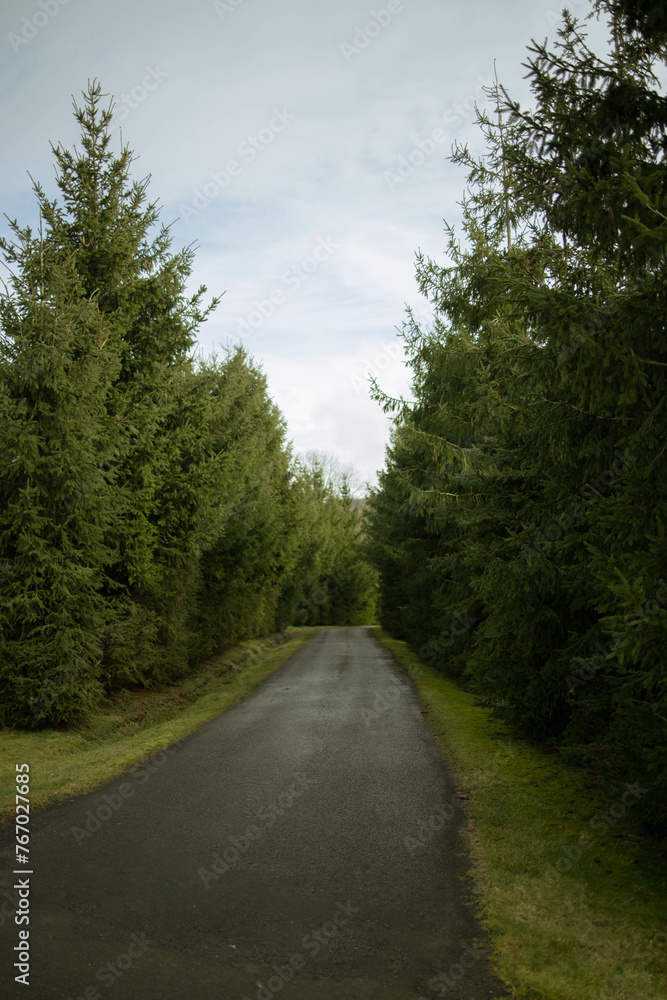 Fototapeta premium road in the woods