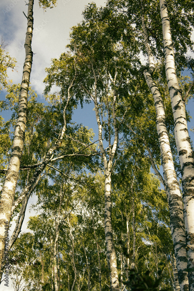 Fototapeta premium trees in the woods
