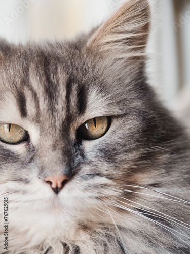 Adorable cat looking at camera