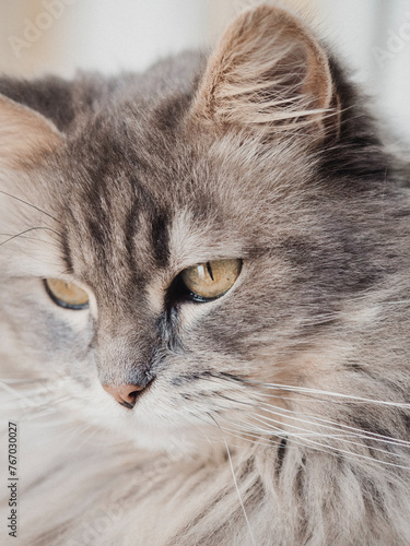 Adorable cat looking at camera