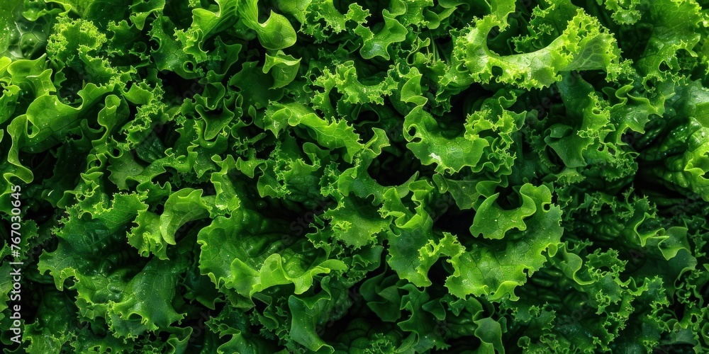 Fresh Lettuce Texture Close-Up