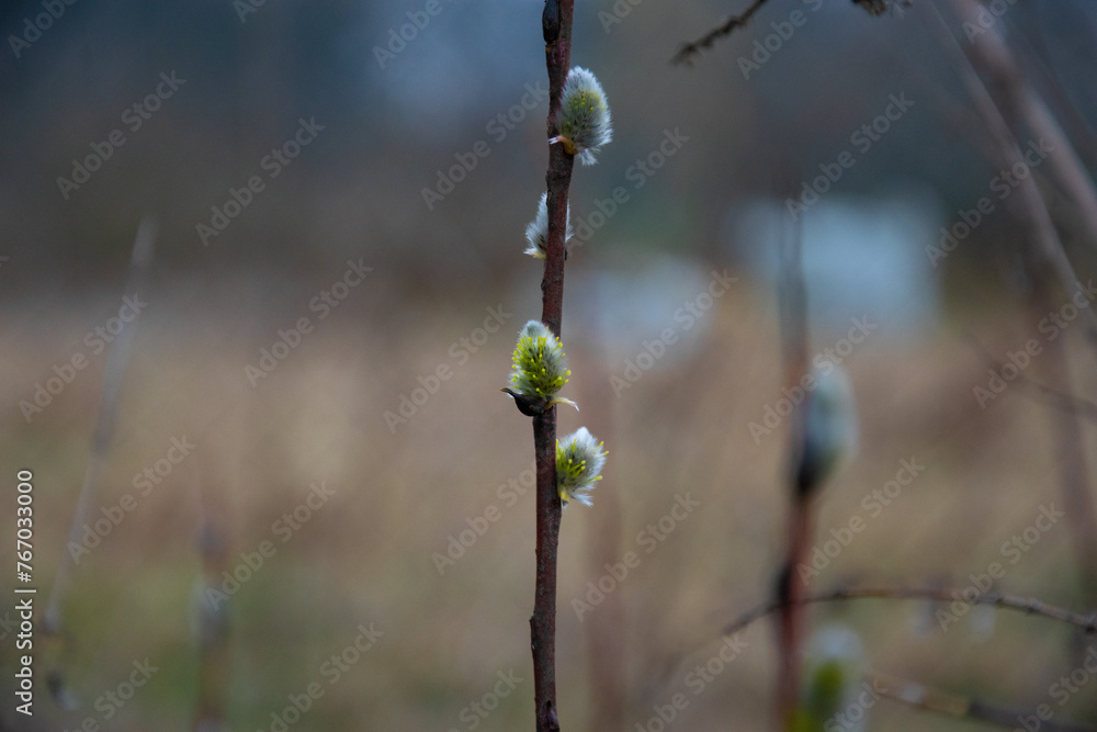 Willow bases. The beginning of spring. Blossoming trees