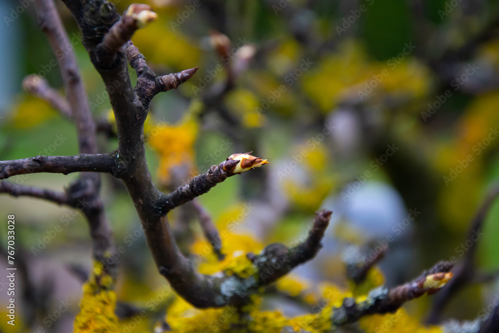 Fruit buds on apple trees. Early spring. Fruit tree