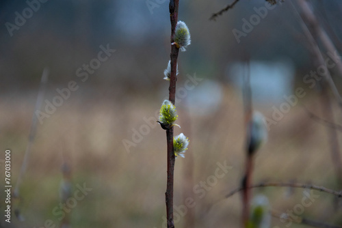 Obraz na płótnie Willow bases. The beginning of spring. Blossoming trees w salonie
