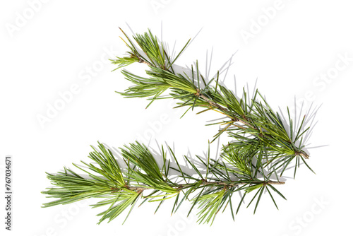 Himalayan cedar tree twigs isolated on a white background. Cedrus deodara photo
