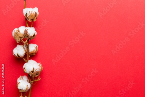 Autumn Floral composition. Dried white fluffy cotton flower branch top view on colored table with copy space