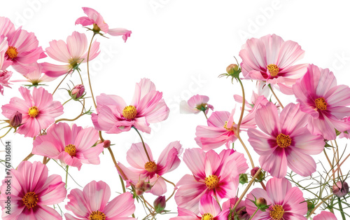 Cosmic Flower Assemblage isolated on transparent Background