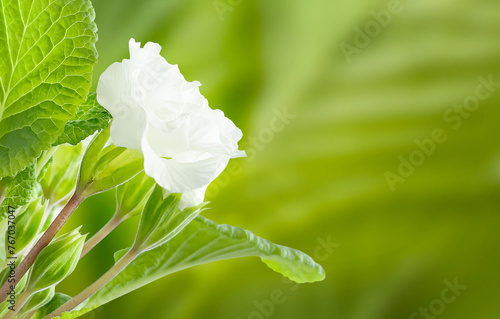 A blooming violet flower with young green leaves. A white flower. Close-up. Natural background. Spring background. Space for copying.
