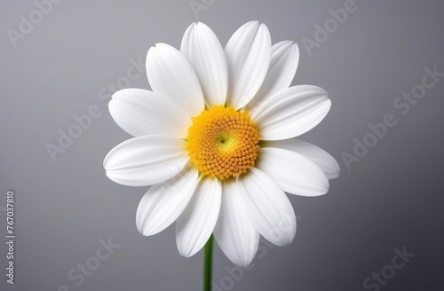 One chamomile is large on gray stone background.
