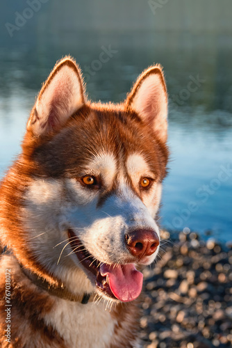 Brown and white husky dog sits on rocky beach next to water