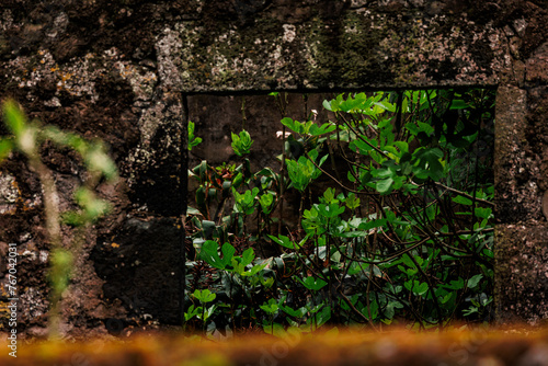 Details of nature, vegetation and flowers close up, photography. photo