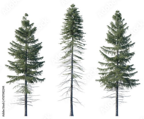 Εκτύπωση καμβά Picea Abies frontal set Pine-tree Scotch fir big tall tree isolated png on a tra