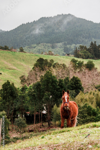 Azores islands farm animals, pasture in natural landscapes. photo