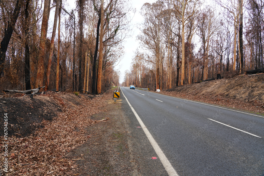 After Bushfire, 2019-2020 Australian Black Summer Bushfire After Bushfire, 2019-2020 Australian Black Summer Bushfire