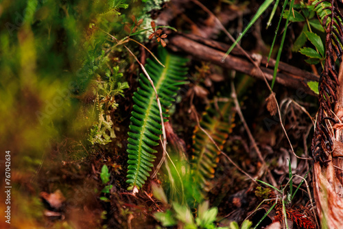 Details of nature, vegetation and flowers close up, photography. photo