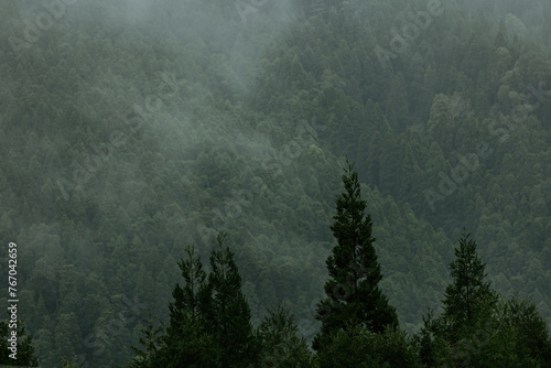 Details of nature, vegetation, trees with mist and fog, photography. photo