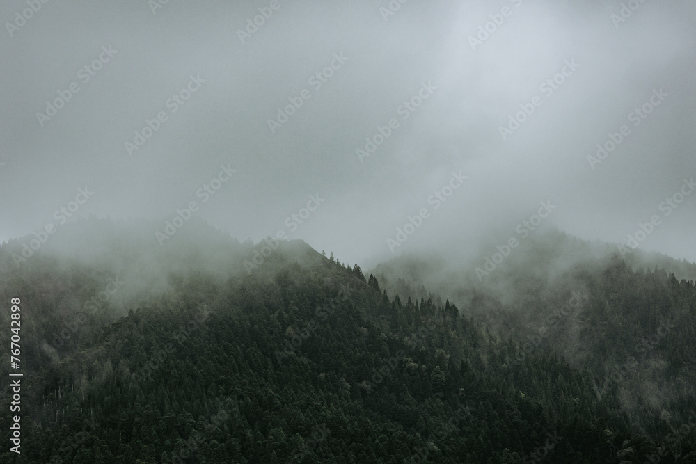 Details of nature, vegetation, trees with mist and fog, photography.