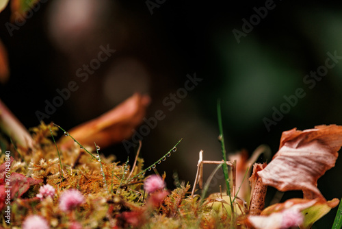 Details of nature, vegetation and flowers close up, photography. photo