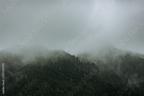 Details of nature, vegetation, trees with mist and fog, photography. © Ayla Harbich