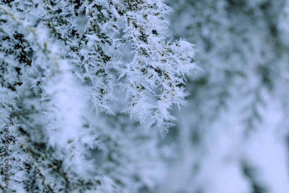 Thuja green branches in rime, hoarfrosted thuja branch, winter thuja background, winter green thuja hedge, selective focus, closeup. Thuja green branches in rime, hoarfrosted thuja branch, winter thuja background, winter green thuja hedge, selective focus, closeup.