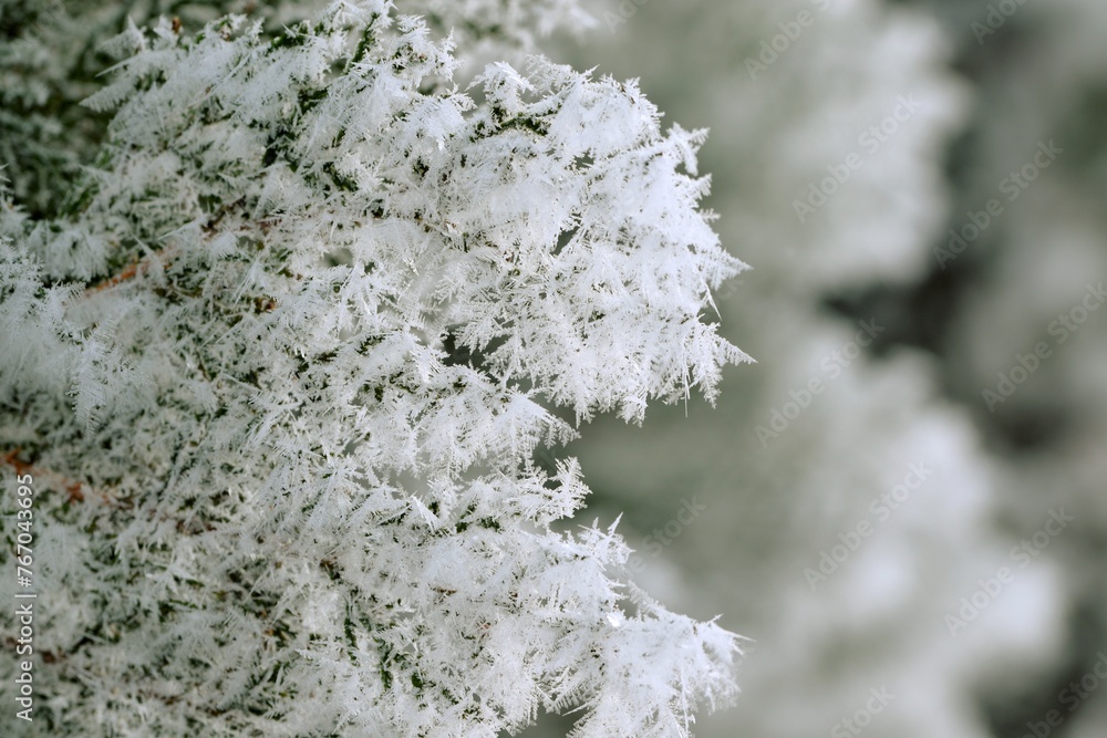 Thuja green branches in rime, hoarfrosted thuja branch, winter thuja background, winter green thuja hedge, selective focus, closeup. Thuja green branches in rime, hoarfrosted thuja branch, winter thuja background, winter green thuja hedge, selective focus, closeup.