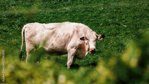Cows on farmland, Azores pastures, outdoor animals.