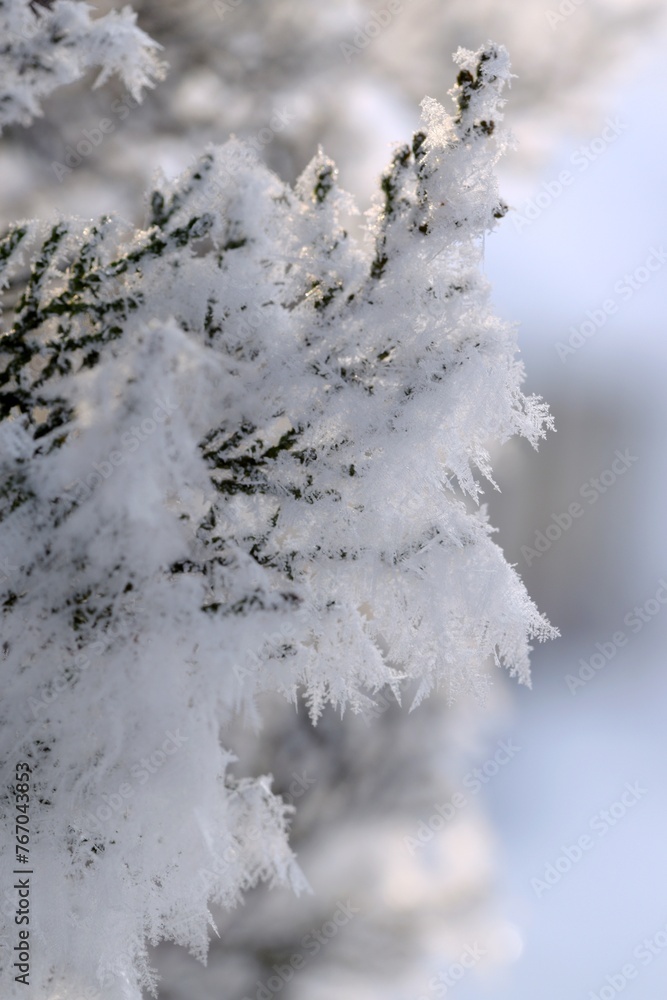 Thuja green branches in rime, hoarfrosted thuja branch, winter thuja background, winter green thuja hedge, selective focus, closeup.