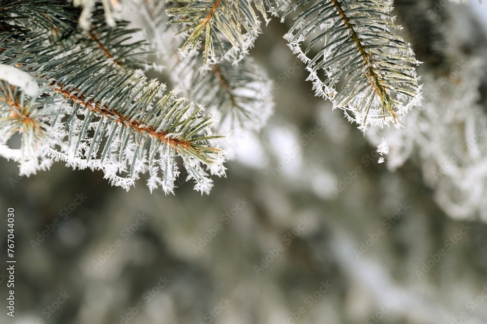 Spruce branches frosted on blurred background, copy space, Christmas tree in winter garden for background, snow and rime on spruce branches on bokeh garden background, selctive focus.