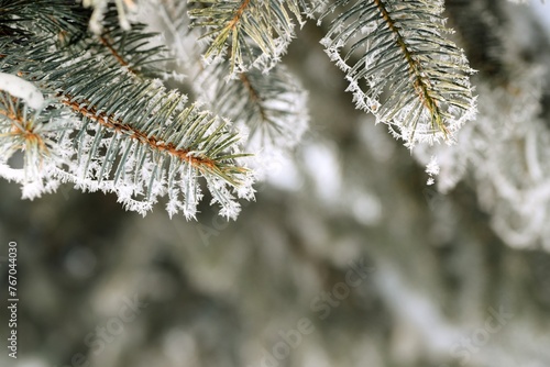 Wall Mural Spruce branches frosted on blurred background, copy space, Christmas tree in winter garden for background, snow and rime on spruce branches on bokeh garden background, selctive focus