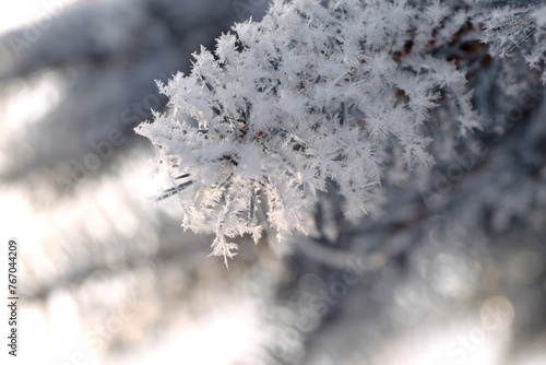 Spruce branches frosted on blurred background, copy space, Christmas tree in winter garden for background, snow and rime on spruce branches on bokeh garden background, selctive focus. photo