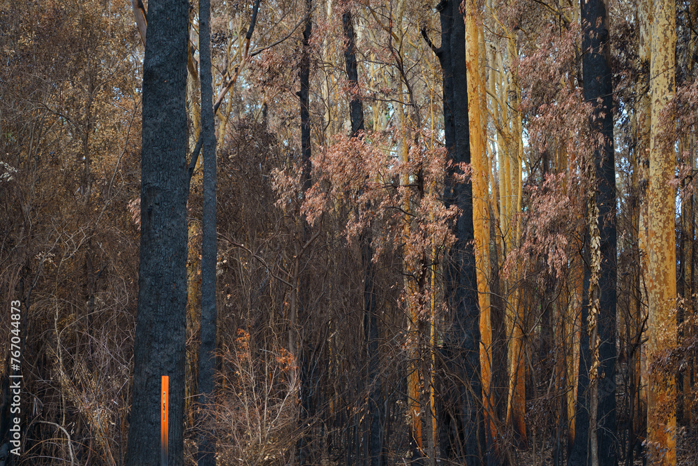 After Bushfire, 2019-2020 Australian Black Summer Bushfire After Bushfire, 2019-2020 Australian Black Summer Bushfire