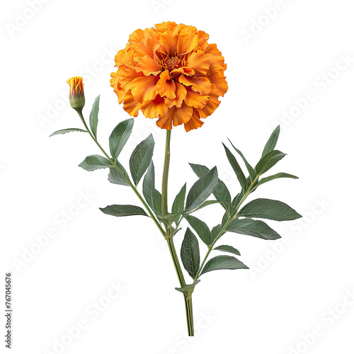 marigold flower stalk with leaves , isolated on transparent background cutout