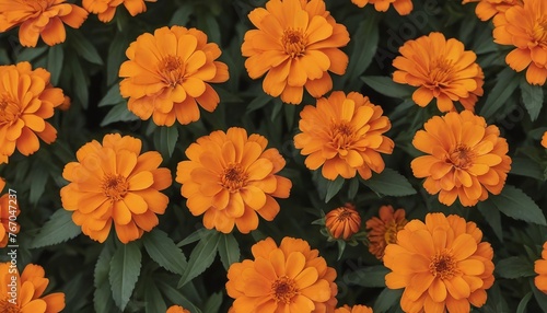 Vibrant Orange Marigold Flowers Background For Cinco De Mayo.