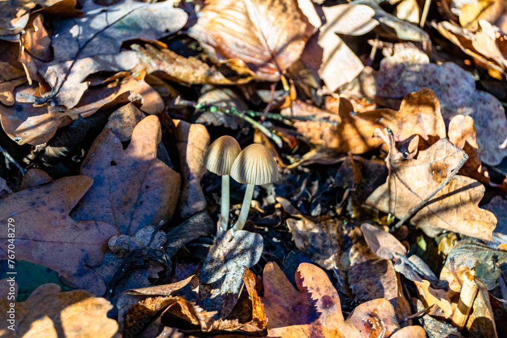 Photography to theme large beautiful poisonous mushroom in forest on leaves background