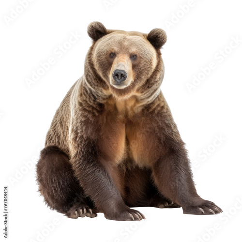 big bear looking isolated on white