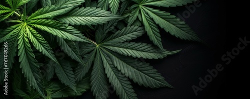 Marijuana leaves on black background  botanical. Cannabis leaves banner with black background and copy space.