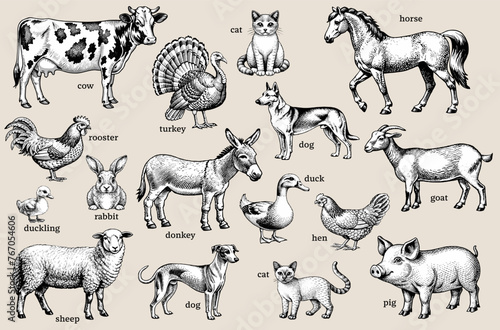 Classic vintage black and white illustration of farm animals
