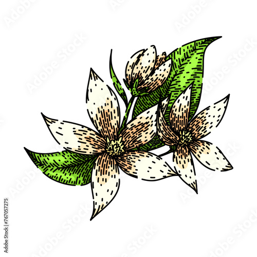 botanical jasmine hand drawn. art isolated, branch leaf, line mom botanical jasmine vector sketch. isolated color illustration