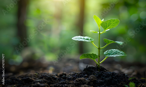 Young Plant Sprouting in Soil with Sunlight - Growth and New Life Concept