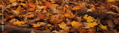Autumn Leaves on Forest Ground - Vivid Fall Foliage