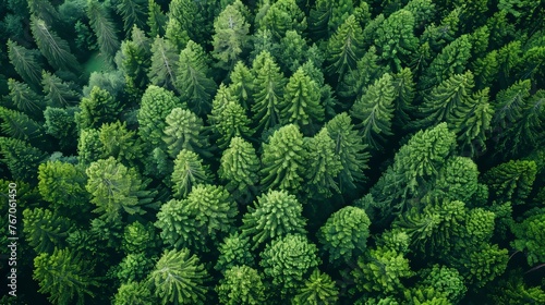 Aerial view of a green forest from the air, drone view, natural green backdrop