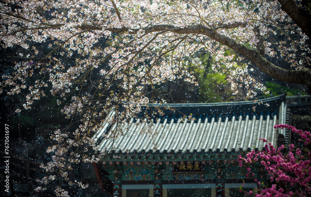 Spring scenery of the Buddhist temple in Uiryeong-gun, Gyeongsangnam-do, Korea, where white cherry blossom leaves are falling and are scattered in the wind Spring scenery of the Buddhist temple in Uiryeong-gun, Gyeongsangnam-do, Korea, where white cherry blossom leaves are falling and are scattered in the wind