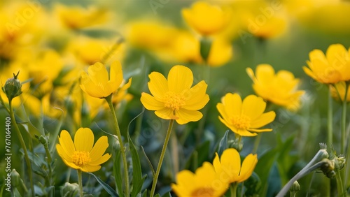 Beautiful buttercup in nature spring landscape with wild yellow buttercups