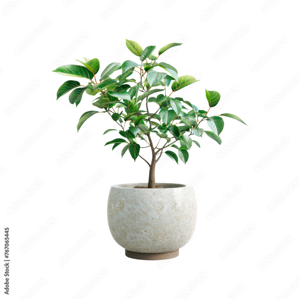 Tree in a flowerpot. Isolated on transparent background.