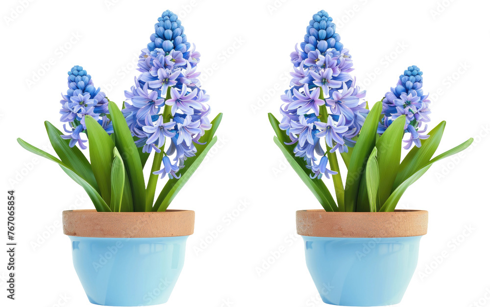 Pot of Hyacinth Blooms isolated on transparent Background Pot of Hyacinth Blooms isolated on transparent Background