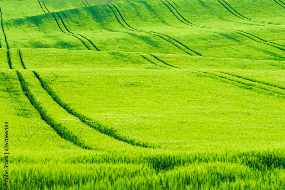 Spring green waved field crop with tractor tracks Spring green waved field crop with tractor tracks